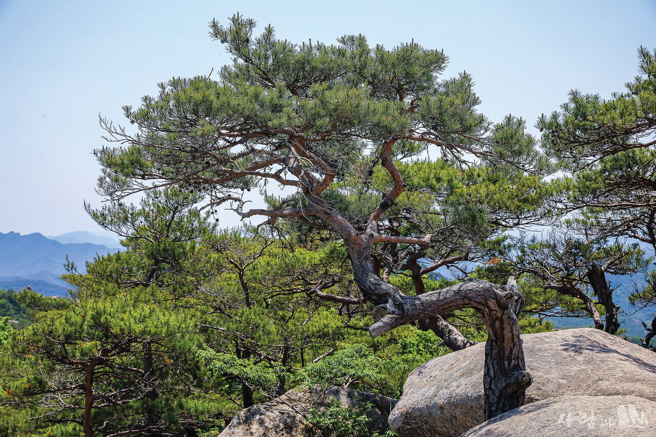 기암괴석에 뿌리내린 소나무들.