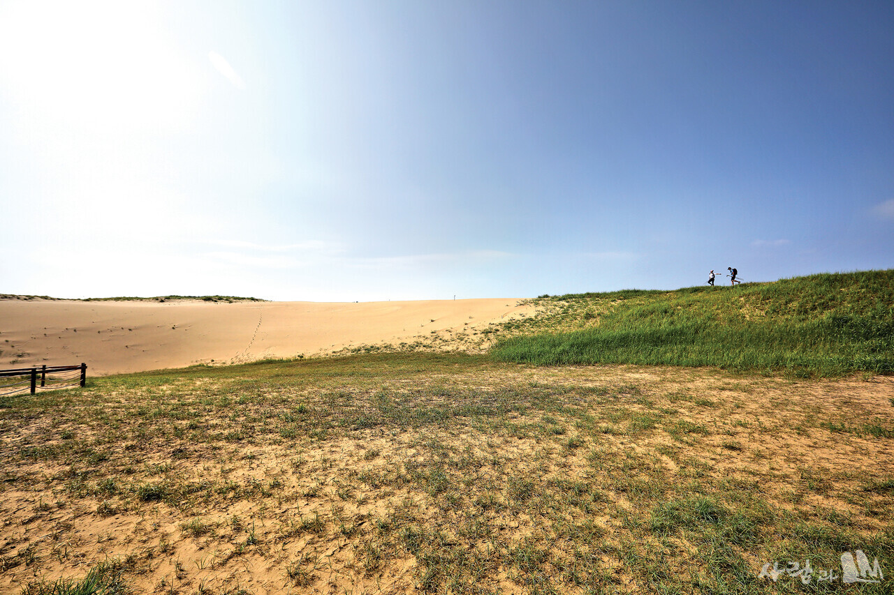 천연기념물 제431호 신두리 해안사구. 길이 약 3.4km, 폭 약 500m~1.3km에 달하는 국내 최대 규모의 모래언덕이다.