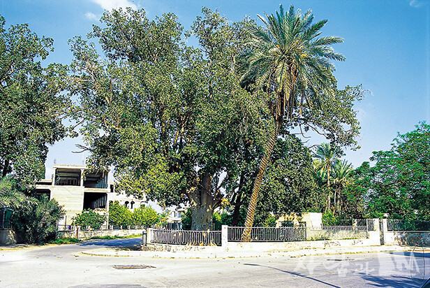 이수라엘 돌무화과나무(뽕나무)