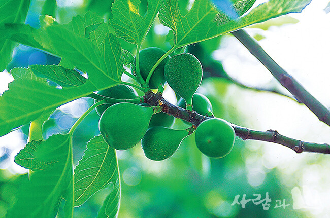 이스라엘 무화과나무 열매.