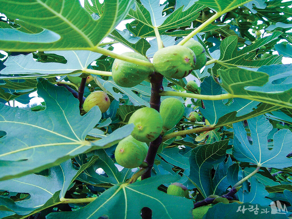 부안 십승지에서 재배 중인 무화과나무 열매.